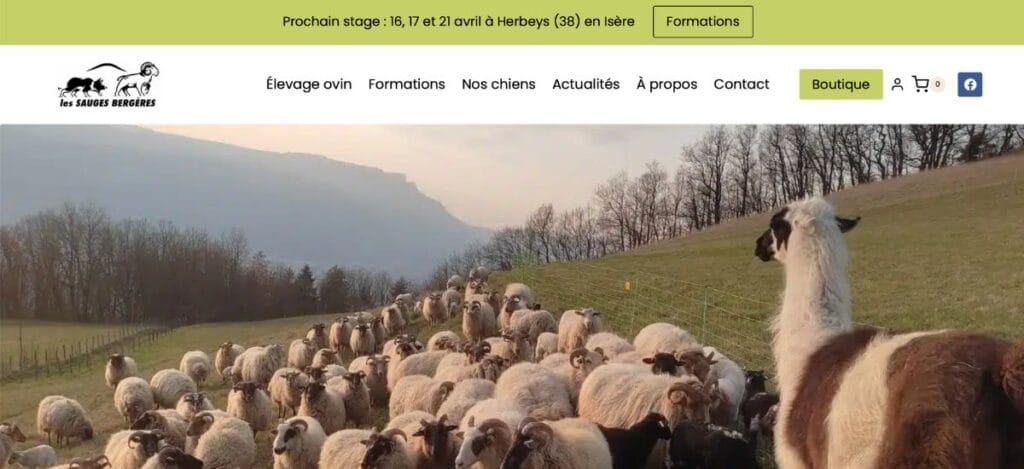 site e-commerce
